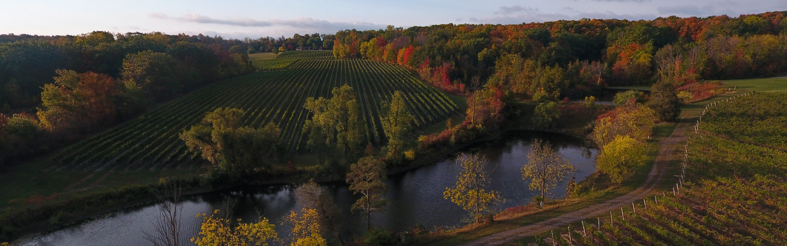Slider 1 VINEYARD